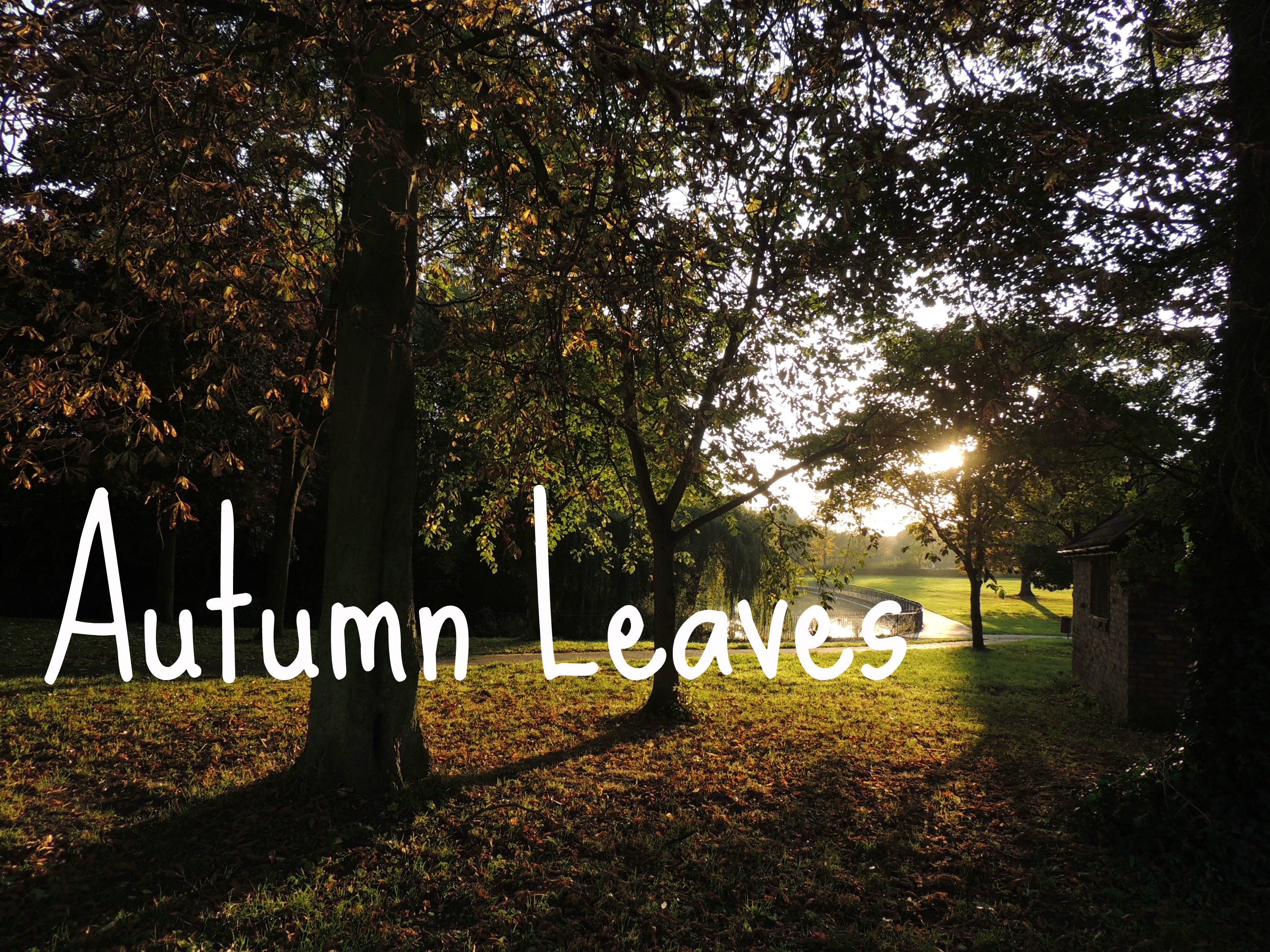 Autumn Leaves | Bethany Wren
