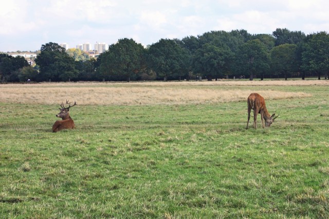 richmond-park-1
