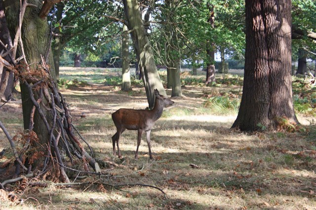 richmond-park-10