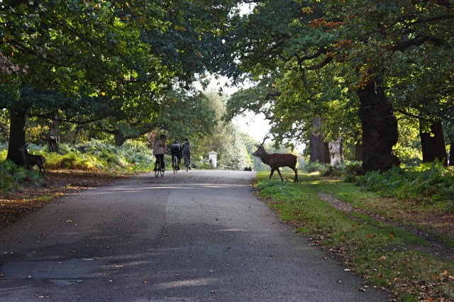 richmond-park-13